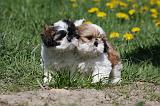 SHIH TZU 242